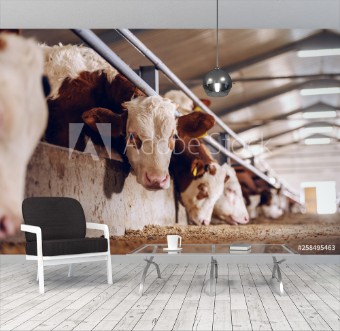 Afbeeldingen van Cute white and brown calf looking at camera in barn Meat industry concept